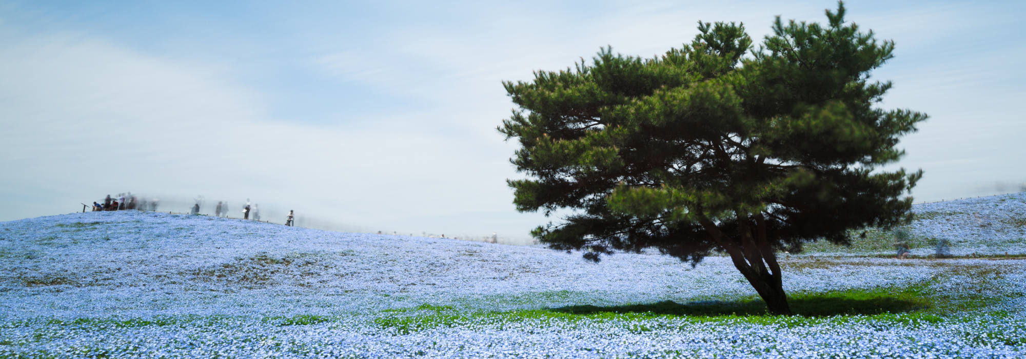 japan, spring, flower parks, nemophila flower, hitachi seaside park